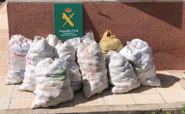 Roban 300 kilos de aguacate en fincas agrícolas de Tenerife