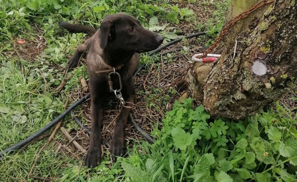 Abandonan a un amigable perro joven en La Milagrosa, Gran Canaria