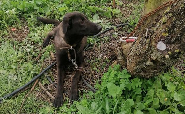 Abandonan a un amigable perro joven en La Milagrosa, Gran Canaria