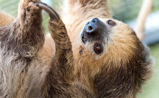 Nace en Loro Parque una cría de perezoso de dos dedos, una especie amenazada
