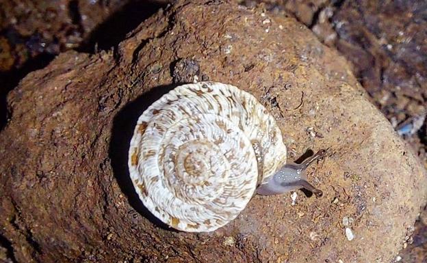 El Estado inicia la posible protección del caracol chato de Arguineguín