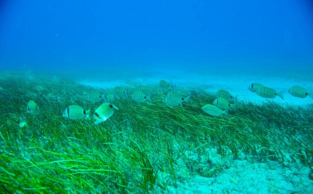 Canarias pierde la mitad de sus sebadales, claves para atrapar carbono