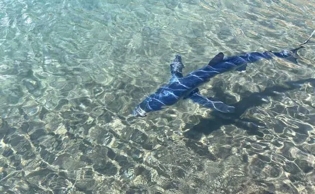 Avistan un tiburón en la playa de Las Teresitas, Tenerife