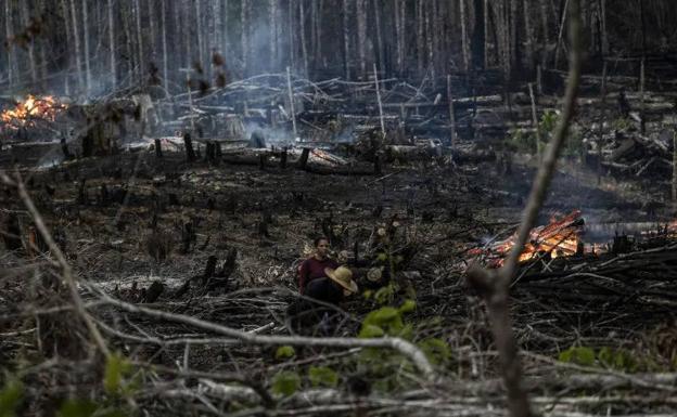 Datos satelitales confirman que la Amazonía pierde sus bosques