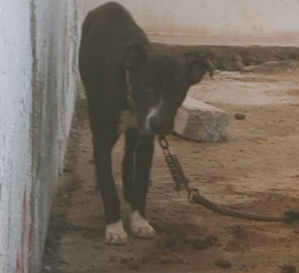 Denuncian el abandono de un perro en Arucas atado a un coche, desnutrido y rodeado de sus heces