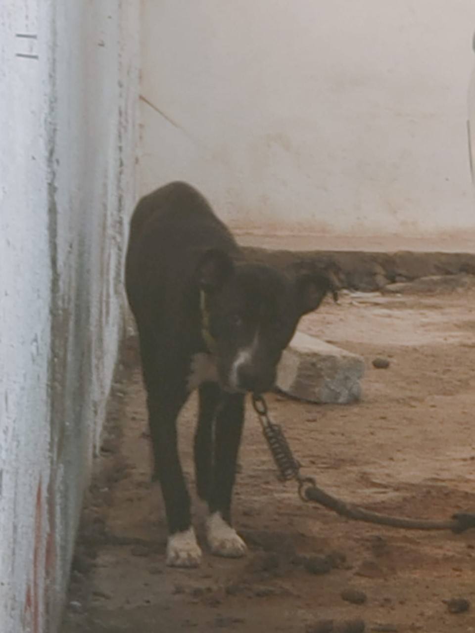 Denuncian el abandono de un perro en Arucas atado a un coche, desnutrido y rodeado de sus heces