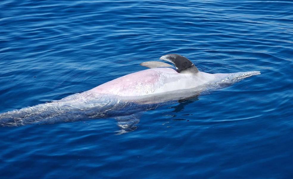 Encuentran a un delfín muerto en aguas de Patalavaca