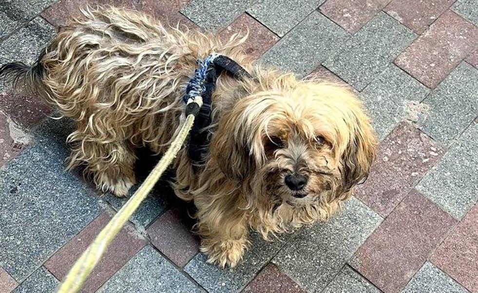 Golpea a su perro en plena calle, en Tenerife, y le cae un delito de maltrato animal