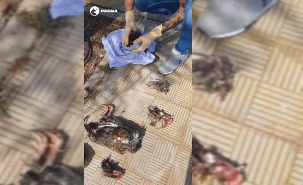Una vecina halla diferentes animales decapitados en plena calle en Tenerife