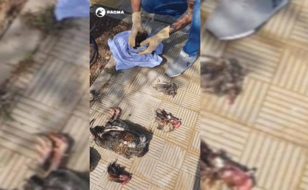 Una vecina halla diferentes animales decapitados en plena calle en Tenerife