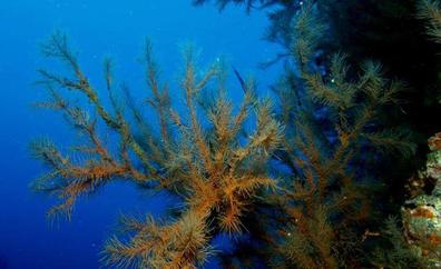 La contaminación acústica: un enemigo para los invertebrados marinos
