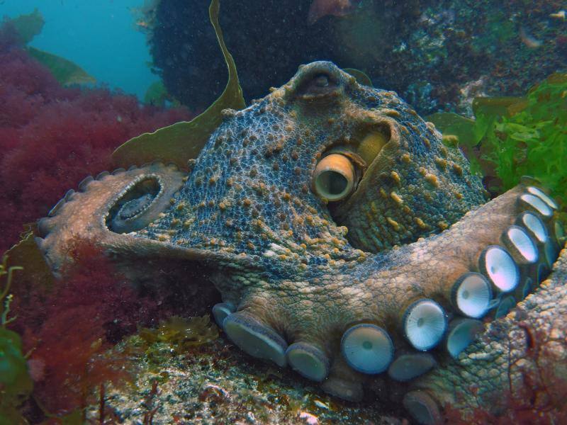 Animalistas piden descartar la creación de la primera granja de pulpos en Canarias