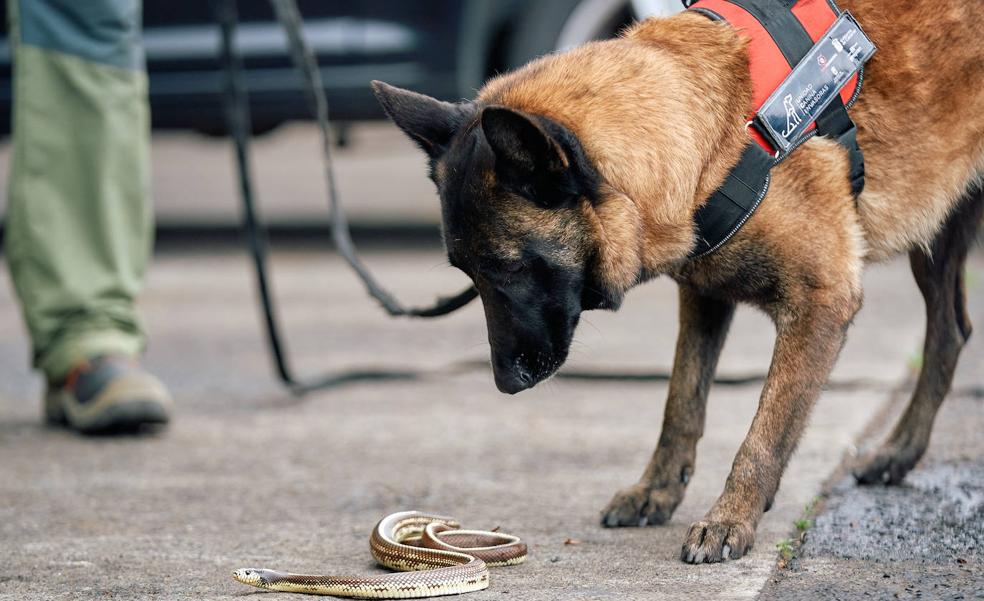 Russel y Mamba: dos agentes caninos para mantener nuestros ecosistemas