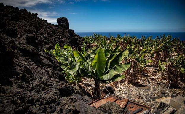 Si los afectados no se ponen de acuerdo, la reparcelación de las fincas de La Palma decaerá