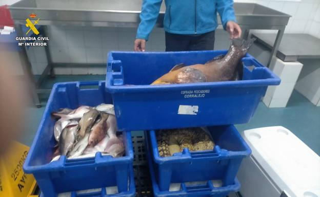 Intervienen 104 kilos de pescado a tres pescadores deportivos en Fuerteventura