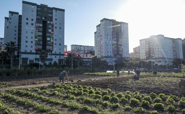 Medioambiente de Telde impulsa una ordenanza para promover los huertos urbanos