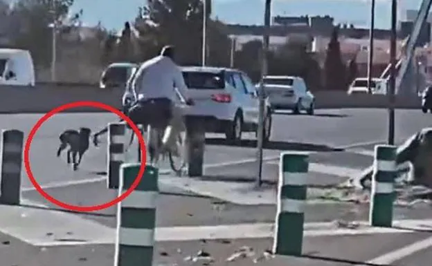 Circula en bici por una transitada autovía y lleva al perro atado al sillín