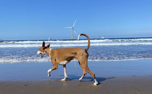 Estas son las playas canarias a las que puedes ir con tu perro